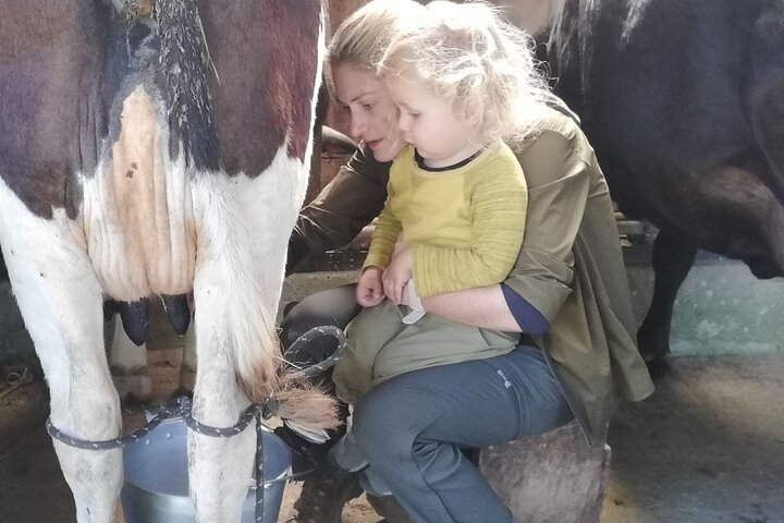 Milking cows and breakfast at "El Terruño de los Torres" - Photo 1 of 9